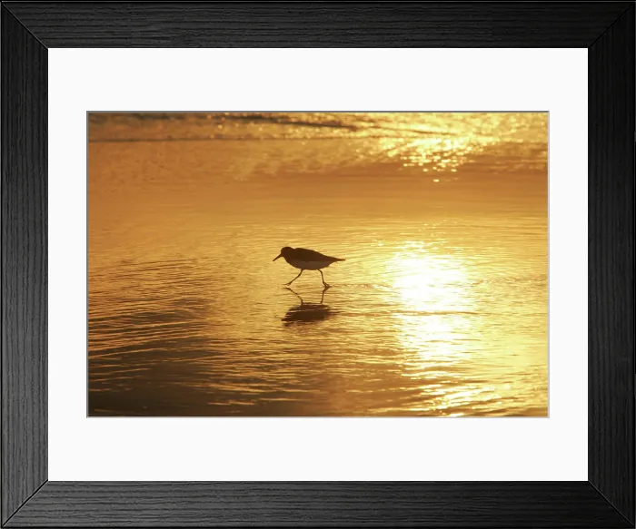 Framed Print : Sunrise over Pea Island National Wildlife Refuge Framed Print : Sunrise over Pea Island National Wildlife Refuge