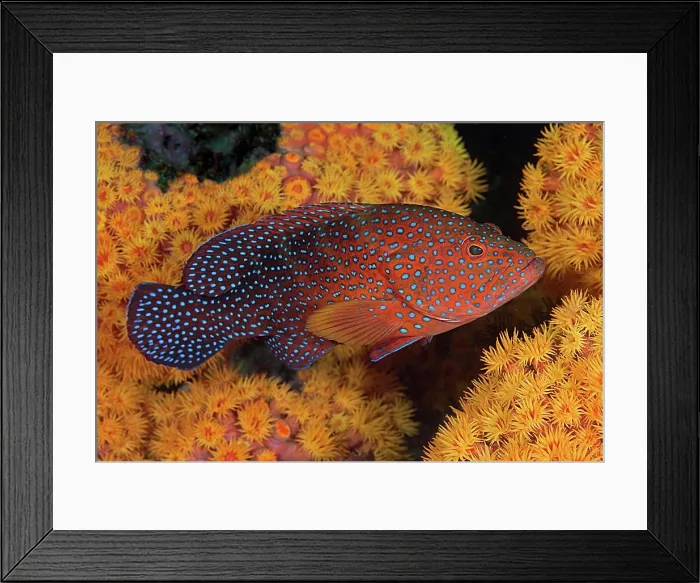 Framed Print : Indonesia, Papua, Raja Ampat. Underwater scenic of coral trout fish and coral