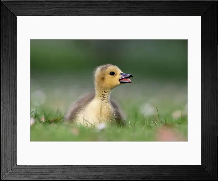 Framed Print : Canada Goose (Branta canadensis) introduced species, gosling, calling, sitting on grass, London, England, may Framed Print : Canada Goose (Branta canadensis) introduced species, gosling, calling, sitting on grass, London, England, may