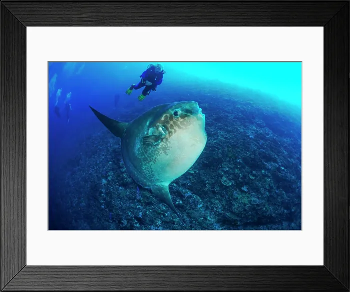 Framed Print : Sunfish (Mola mola) with diver, Manta Point diving site. The Wall. Nusa Penida Island. Bali. Indonesia Framed Print : Sunfish (Mola mola) with diver, Manta Point diving site. The Wall. Nusa Penida Island. Bali. Indonesia