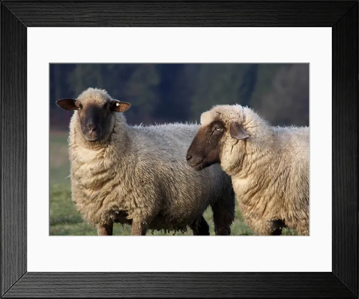 Framed Print : Blocks of sheep copyright: xzoonar.com / martinaxbergx 9043712 Framed Print : Blocks of sheep copyright: xzoonar.com / martinaxbergx 9043712