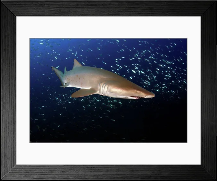 Framed Print : Sand Tiger Shark off the coast of North Carolina