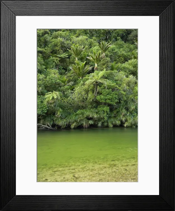 Framed Print : Native Bush and Pororari River, Paparoa National Park, West Coast, South Island, New Zealand