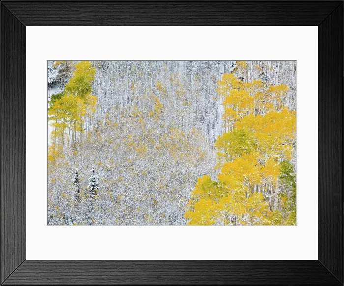 Framed Print : USA, Colorado, Maroon Bells, Snow covered Aspens with Autumn Color Framed Print : USA, Colorado, Maroon Bells, Snow covered Aspens with Autumn Color