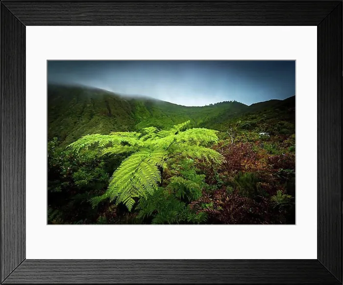 Framed Print : Tree fern (Cyatheales) in front of mountain slopes in the fog, Lagoa das Fogo, Sao Miguel, Azores, Portugal, Europe Framed Print : Tree fern (Cyatheales) in front of mountain slopes in the fog, Lagoa das Fogo, Sao Miguel, Azores, Portugal, Europe