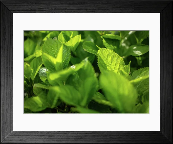 Framed Print : A sunlit close-up of vibrant green leaves, capturing the essence of plant life and growth