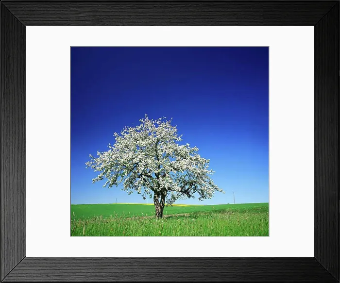 Framed Print : Cherry tree (Prunus) in full bloom under a blue sky in the middle of fields and meadows Framed Print : Cherry tree (Prunus) in full bloom under a blue sky in the middle of fields and meadows