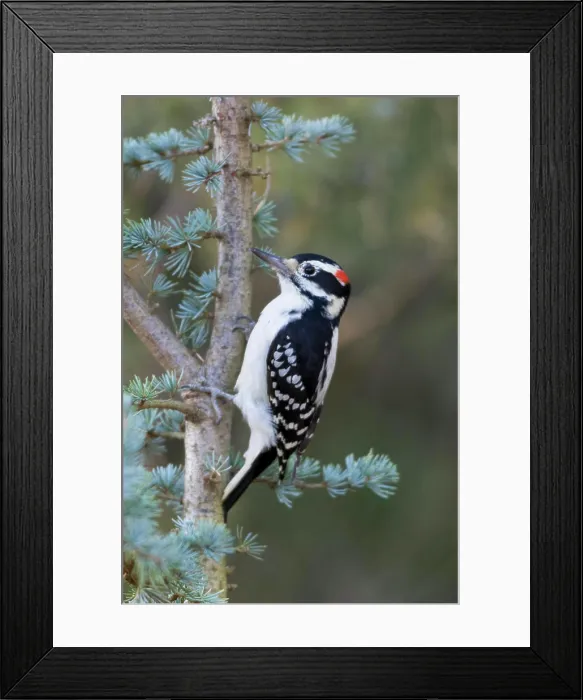 Framed Print : Hairy Woodpecker (Picoides villosus) male on Blue Atlas Cedar, Marion County, Illinois Framed Print : Hairy Woodpecker (Picoides villosus) male on Blue Atlas Cedar, Marion County, Illinois