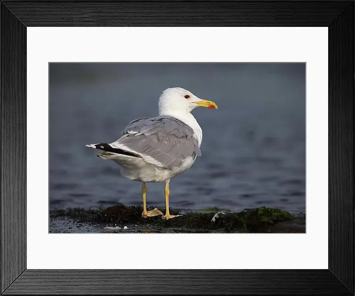 Framed Print : Yellow-legged gull (Larus michahellis), Danube Delta Biosphere Reserve, Romania, Europe