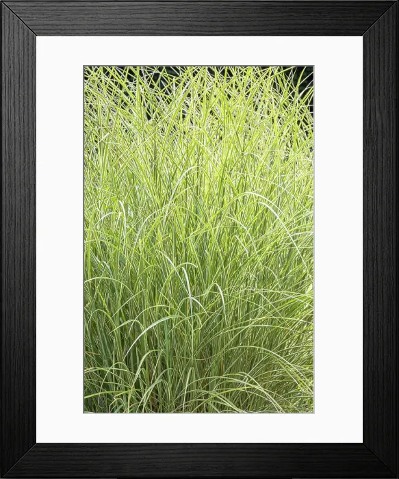 Framed Print : Chinese Silver Grass Morning Light, Miscanthus sinensis Morning Light