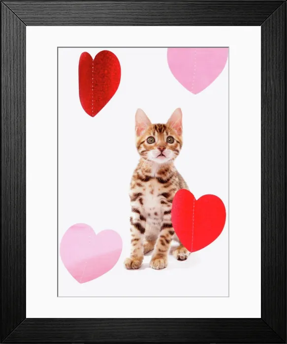 Framed Print : Domestic Cat, Bengal, kitten, sitting with heart foils