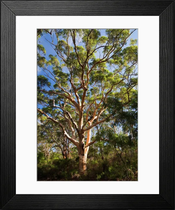 Framed Print : Karri Trees, Boranup Forest, Leeuwin-Naturaliste National Park, Western Australia, Australia