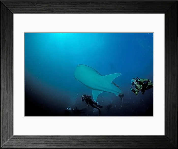Framed Print : Whale shark and diver, Rhincodon typus, Maldives, Indian Ocean, Ari Atoll, Asia Framed Print : Whale shark and diver, Rhincodon typus, Maldives, Indian Ocean, Ari Atoll, Asia
