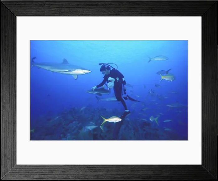 Framed Print : Feeding fish Framed Print : Feeding fish