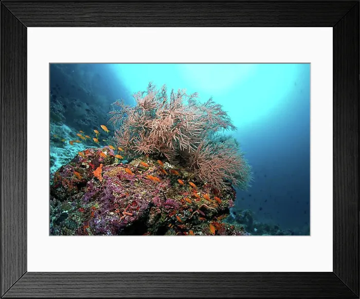 Framed Print : Coral reef with Black Coral (Antipathes sp.) and Anthias (Anthiadinae), Lhaviyani Atoll, Indian Ocean, Maldives, Asia