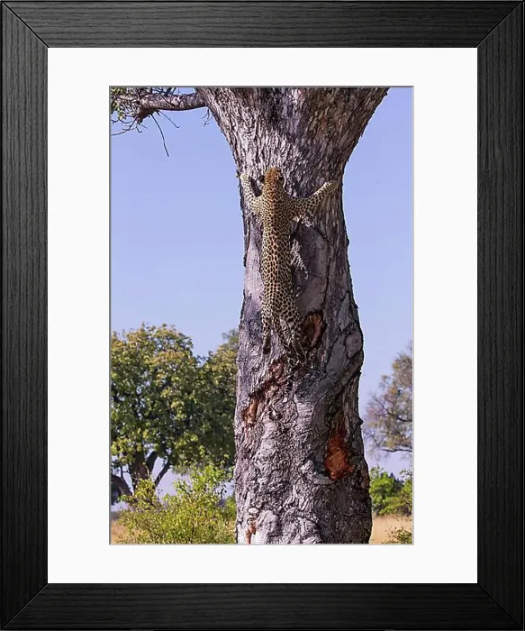 Framed Print : Leopard (Panthera pardus ), Female climbing tree trunk, Okavango Delta, Botswana, Africa