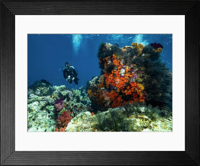 Framed Print : Scuba diver exploring the tropical waters in Raja Ampat Framed Print : Scuba diver exploring the tropical waters in Raja Ampat