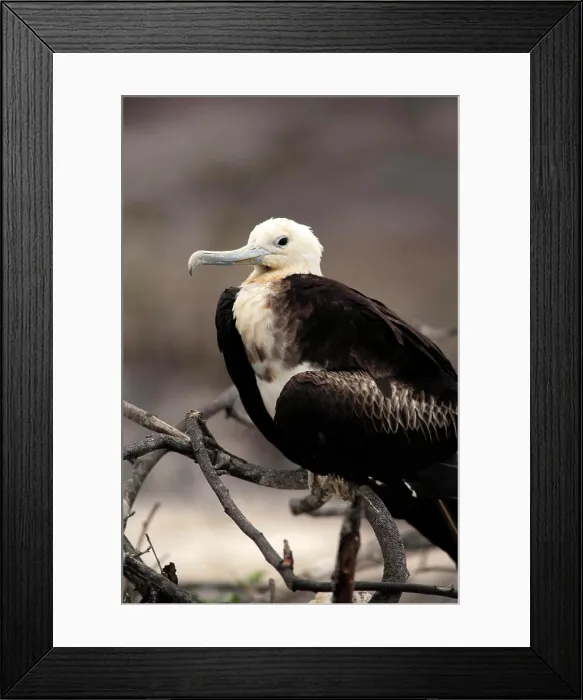 Framed Print : Great Frigatebird, (Fregata minor), Galapagos Islands, young bird Framed Print : Great Frigatebird, (Fregata minor), Galapagos Islands, young bird
