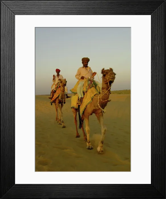 Framed Print : Pastoralists and their One-humped Arabian or Dromedary camels (Camelus dromedaries) in the Thar desert Framed Print : Pastoralists and their One-humped Arabian or Dromedary camels (Camelus dromedaries) in the Thar desert