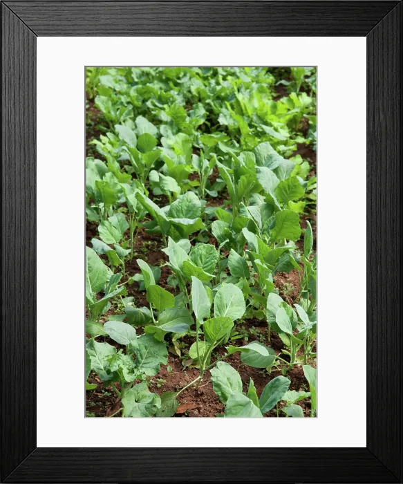 Framed Print : organic vegetables growing organic vegetables growing in this permaculture garden Copyright: xZoonar