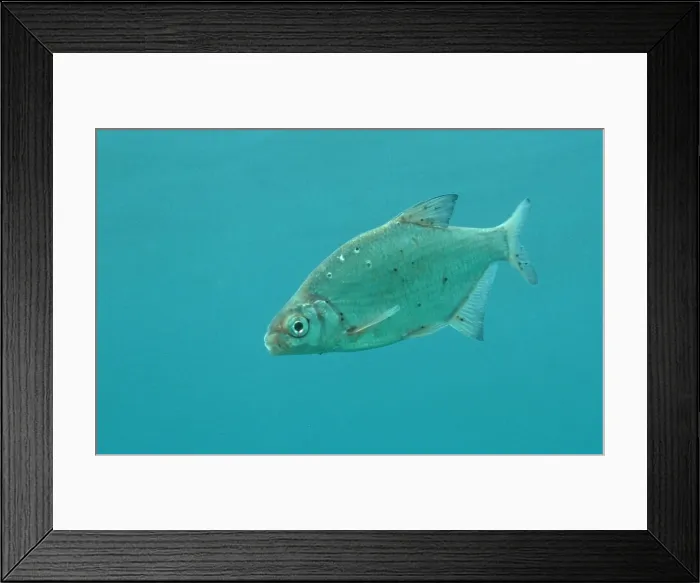 Framed Print : Blicca bjoerkna (Abramis bjoerkna) Auwaldsee, Baden-Württemberg, free-standing, lateral, Germany, Europe Framed Print : Blicca bjoerkna (Abramis bjoerkna) Auwaldsee, Baden-Württemberg, free-standing, lateral, Germany, Europe