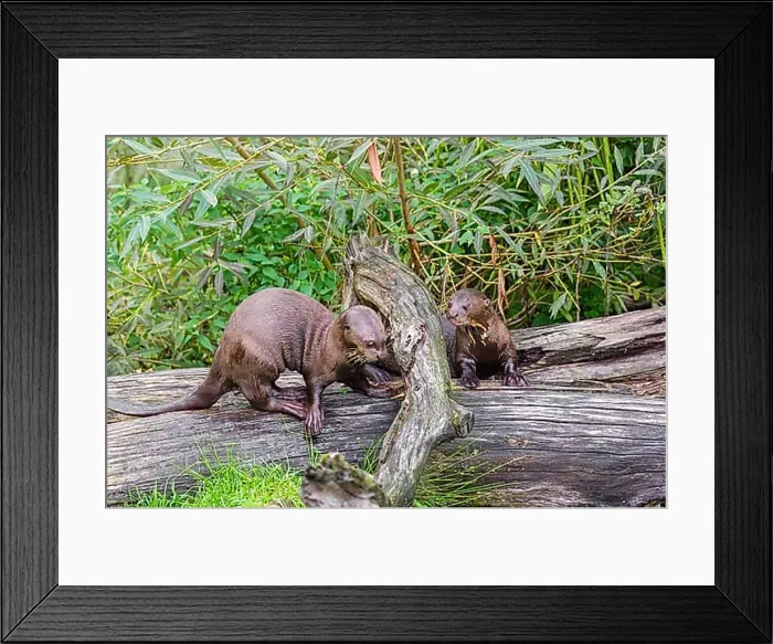 Framed Print : Two giant otter or giant river otter (Pteronura brasiliensis) play on a mossy rotten tree lying on a river bank Framed Print : Two giant otter or giant river otter (Pteronura brasiliensis) play on a mossy rotten tree lying on a river bank