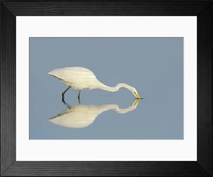 Framed Print : Great White Egret (Ardea alba, Casmerodius albus, Egretta alba) hunting, mirror image, Florida, USA, North America Framed Print : Great White Egret (Ardea alba, Casmerodius albus, Egretta alba) hunting, mirror image, Florida, USA, North America