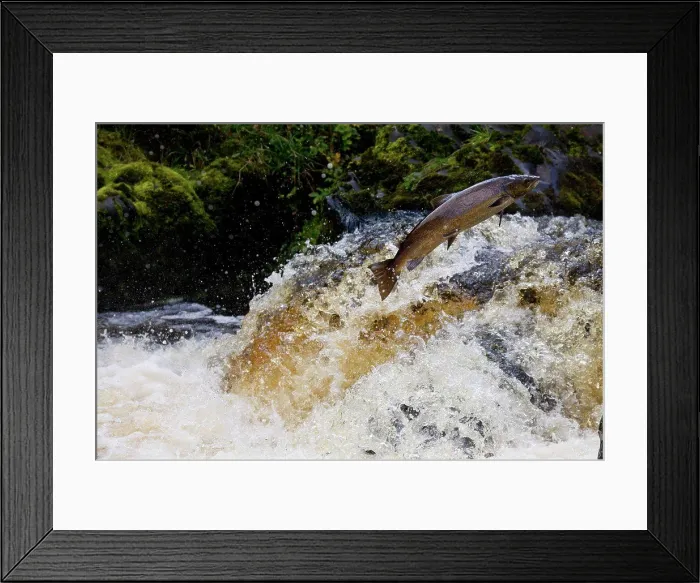 Framed Print : Atlantic Salmon (Salmo salar) adult Framed Print : Atlantic Salmon (Salmo salar) adult