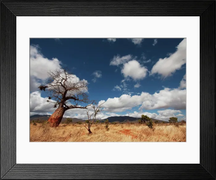 Framed Print : baobab tree and blue sky, masai mara national park, kenya, africa Copyright: xStefanxTomassetti / DinodiaxPhotox