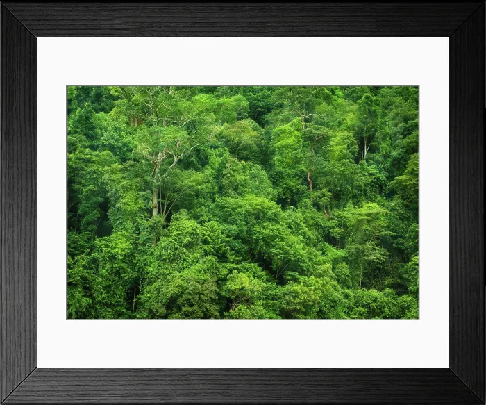 Framed Print : Tropical rainforest view Tropical rainforest landscape view Framed Print : Tropical rainforest view Tropical rainforest landscape view