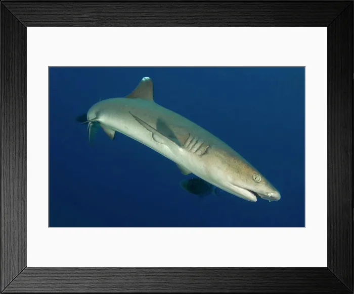 Framed Print : Whitetip reef shark (Triaenodon obesus), full body view, Fathers reef, Kimbe Bay, Papua New Guinea Framed Print : Whitetip reef shark (Triaenodon obesus), full body view, Fathers reef, Kimbe Bay, Papua New Guinea