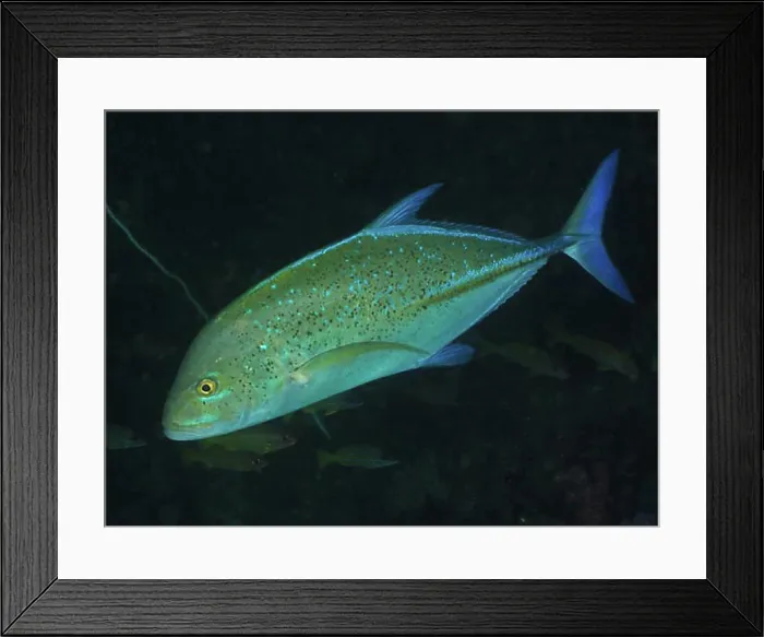 Framed Print : Bluefin trevally (Caranx melampygus) Framed Print : Bluefin trevally (Caranx melampygus)