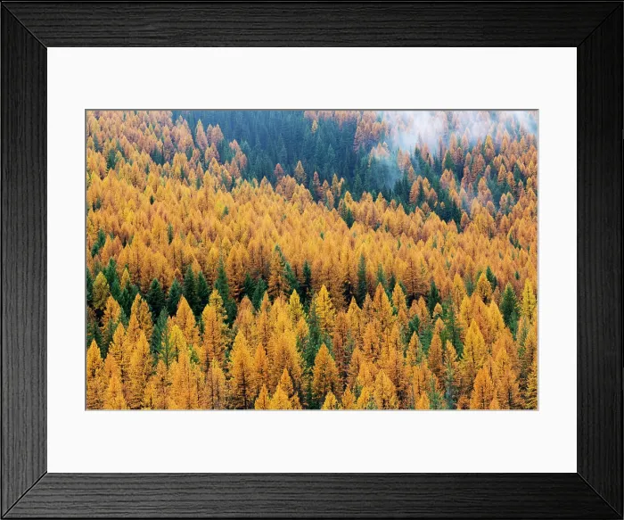 Framed Print : Montana, Lolo National Forest, golden larch trees in fog