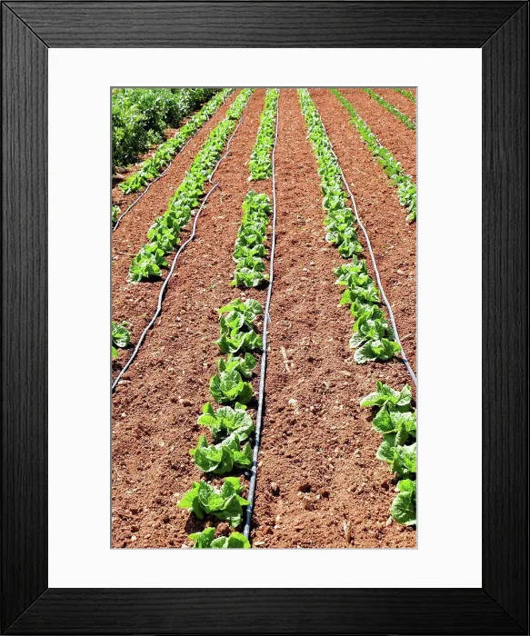 Framed Print : Seedlings growing in rows in the soil in a field Framed Print : Seedlings growing in rows in the soil in a field