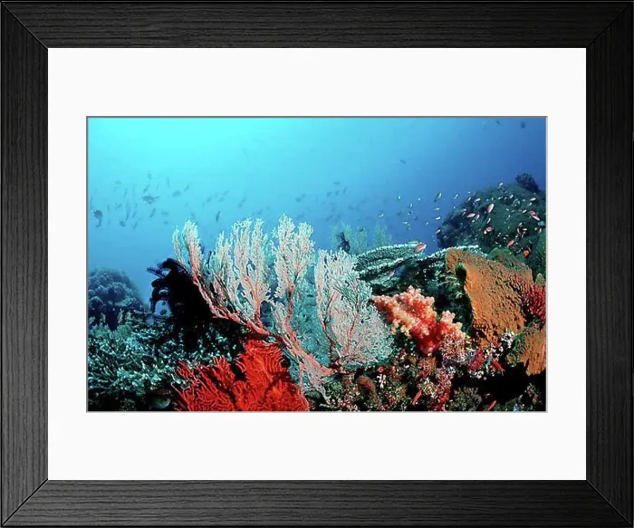 Framed Print : Coral reef with Sea fans, Komodo, Indo-Pacific, Indonesia, Southeast Asia, Asia
