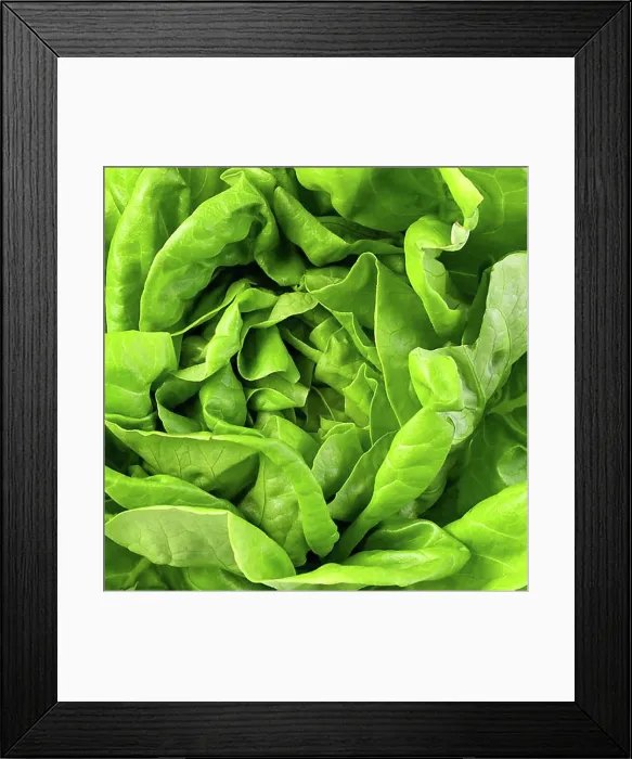 Framed Print : green butter lettuce vegetable or salad isolated on white background Framed Print : green butter lettuce vegetable or salad isolated on white background