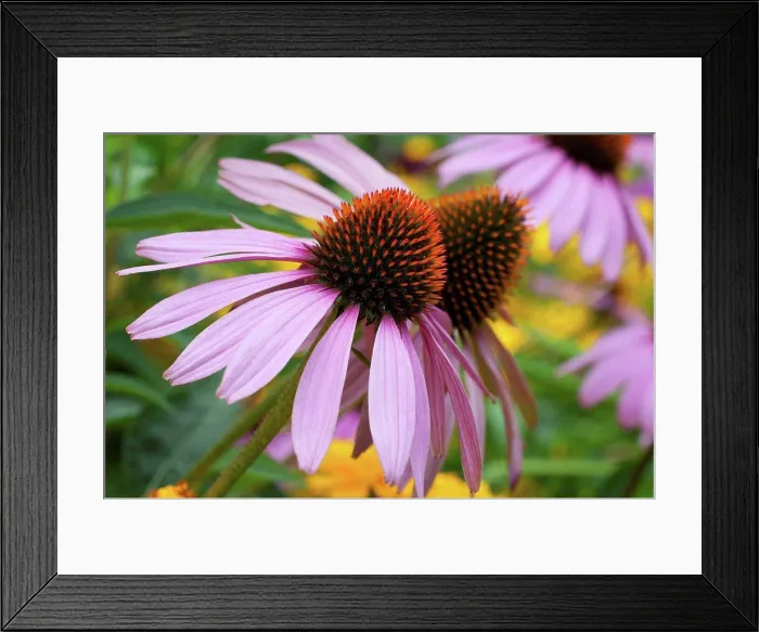 Framed Print : Echinacee in bloom in a garden Framed Print : Echinacee in bloom in a garden
