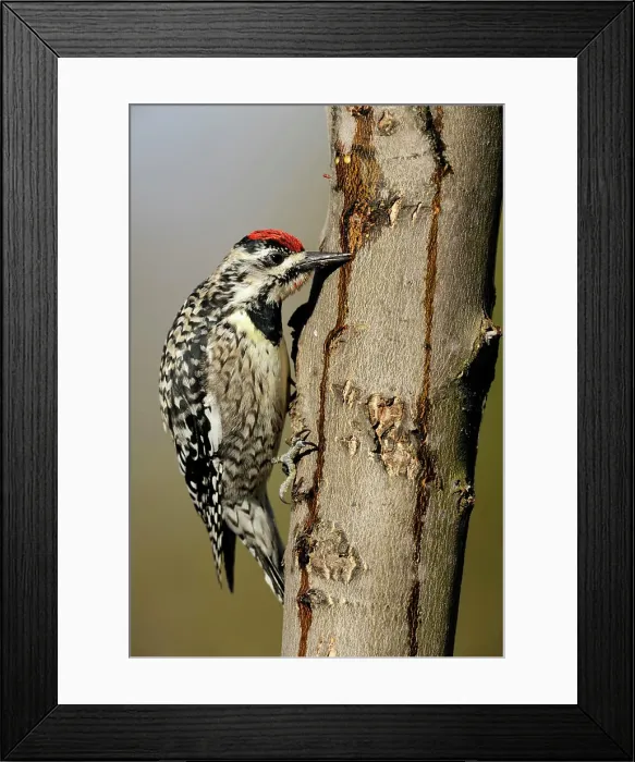 Framed Print : Yellow_bellied Sapsucker Sphyrapicus varius Female feeding at sap wells and drips in a maple tree Framed Print : Yellow_bellied Sapsucker Sphyrapicus varius Female feeding at sap wells and drips in a maple tree