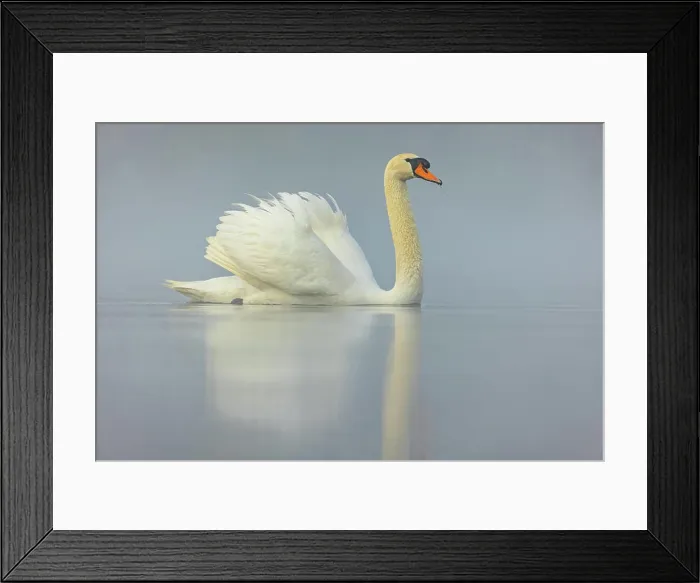 Framed Print : Höckerschwan, Cygnus olor, romatische Morgenstimmung McPKST McP_MAS_2024_02414 *** Mute swan Framed Print : Höckerschwan, Cygnus olor, romatische Morgenstimmung McPKST McP_MAS_2024_02414 *** Mute swan