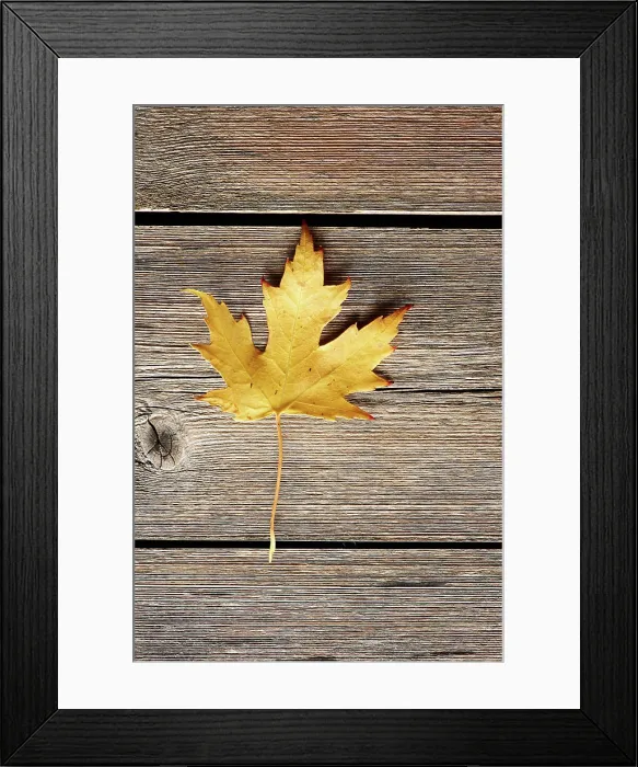 Framed Print : Autumn maple leaf over wooden background Autumn maple leaf over old wooden background with copy space Copyright Framed Print : Autumn maple leaf over wooden background Autumn maple leaf over old wooden background with copy space Copyright