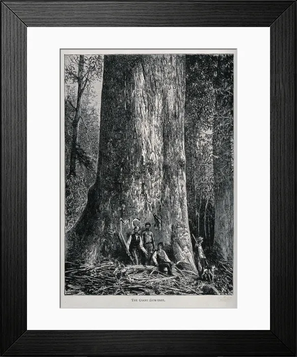 Framed Print : Four men standing by the huge trunk of an Australian mountain ash tree (Eucalyptus species). Wood engraving, c. 1867 Framed Print : Four men standing by the huge trunk of an Australian mountain ash tree (Eucalyptus species). Wood engraving, c. 1867