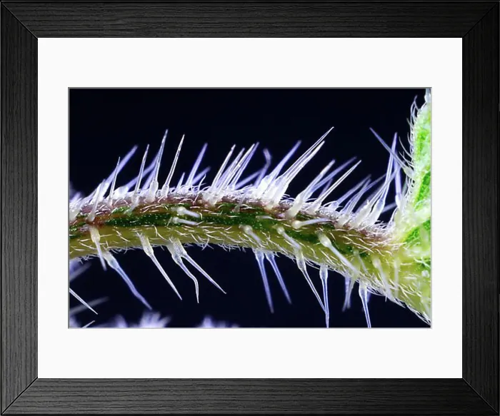 Framed Print : Stinging nettle (Urtica dioica), stinging hairs, nettles Framed Print : Stinging nettle (Urtica dioica), stinging hairs, nettles