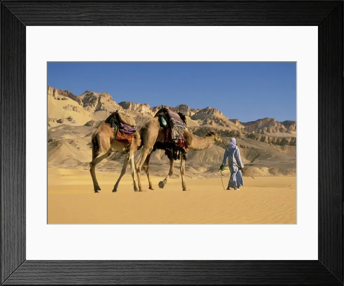 Framed Print : Bedouin guide leads a camel caravan through the dunes of the sand sea, EGYPT Framed Print : Bedouin guide leads a camel caravan through the dunes of the sand sea, EGYPT
