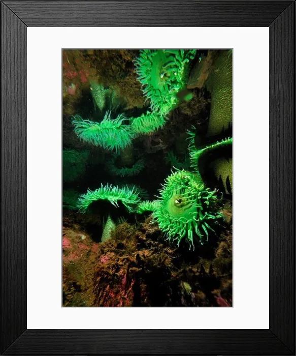 Framed Print : Giant green anemone (Anthopleura xanthogrammica) in captivity