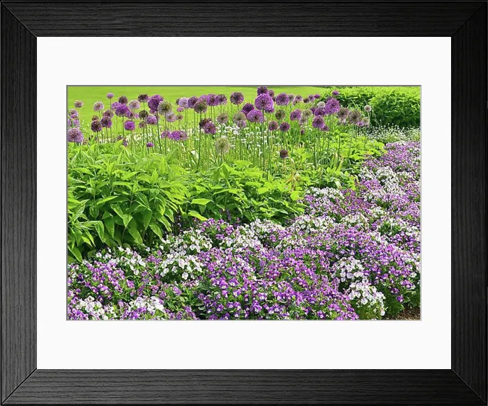 Framed Print : Park of Gardens garden show, Giant Onion (Allium giganteum)