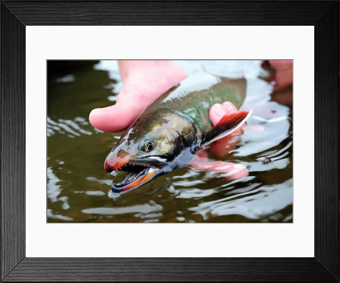 Framed Print : Fly Fishing in Alaska