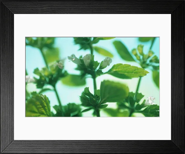 Framed Print : Melissa officinalis, Lemon balm