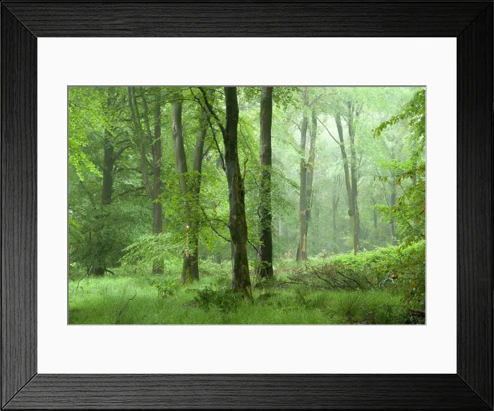 Framed Print : A misty beech woodland in summer at Stockhill Wood in the Mendip Hills Area of Outstanding Natural Beauty
