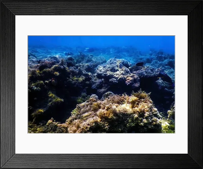 Framed Print : Underwater landscape reef with algae, Blue underwater background Framed Print : Underwater landscape reef with algae, Blue underwater background
