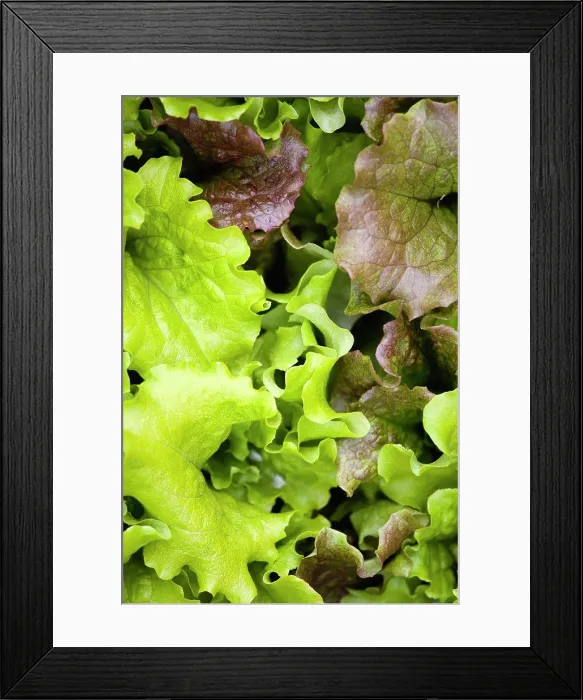Framed Print : Lettuce, Lactuca sativa, close-up of mixed varieties of the green leaf salad vegetable Framed Print : Lettuce, Lactuca sativa, close-up of mixed varieties of the green leaf salad vegetable